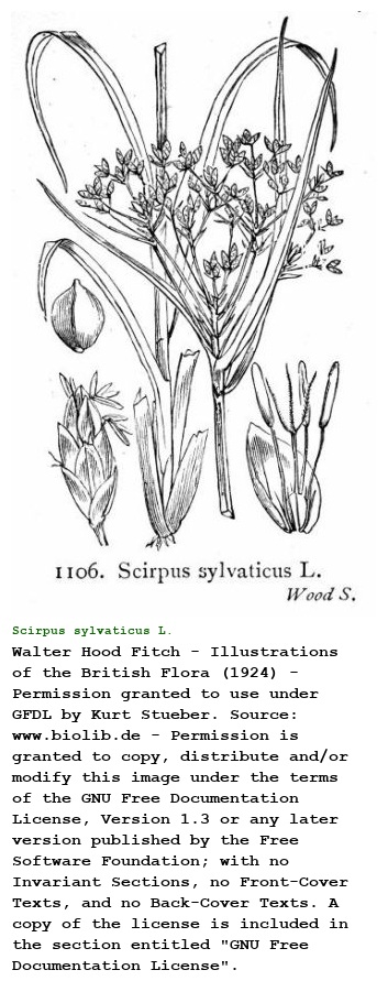 Scirpus sylvaticus L.